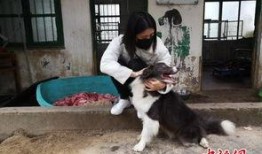 爆料救助流浪动物视频,网友曝光流浪动物救助瞬间