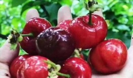 中源果农最新爆料车厘子,车厘子背后的种植奥秘与品质传奇”